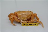 藏品(拉氏清溪蟹)的圖片